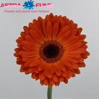 Gerbera grootbloemig 'Mistique' foto