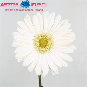 Gerbera grootbloemig 'Mont Blanc' foto