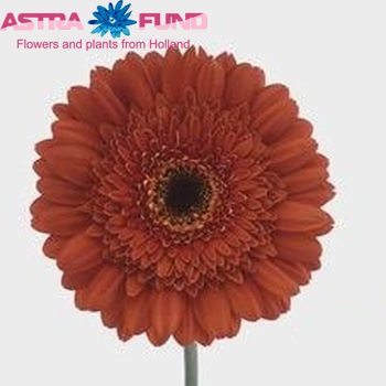 Gerbera grootbloemig Mythe foto