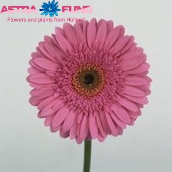 Gerbera grootbloemig 'Oilila' foto