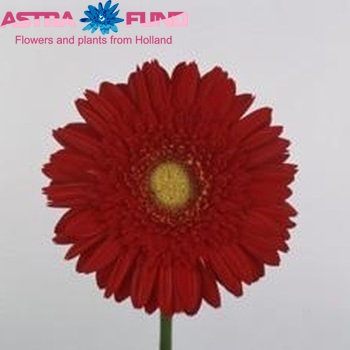 Gerbera grootbloemig 'Opium' foto