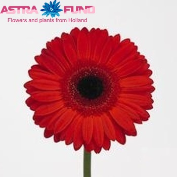 Gerbera grootbloemig Red Pearl foto