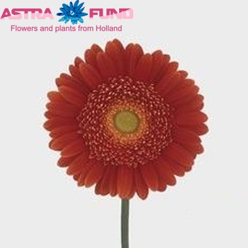 Gerbera grootbloemig 'Samson' foto