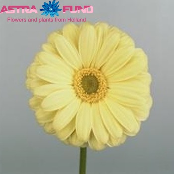 Gerbera grootbloemig Vamos foto