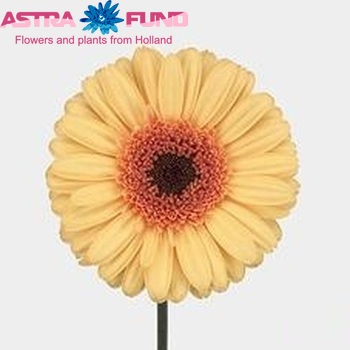 Gerbera grootbloemig 'Yellow Optima' foto