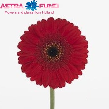 Gerbera mini Alya foto