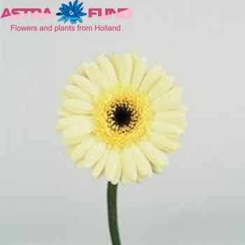 Gerbera mini 'Aspy' foto