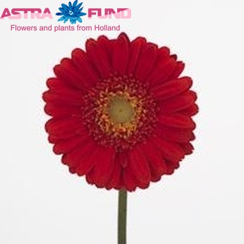 Gerbera mini Astana foto