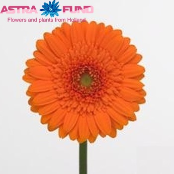 Gerbera mini Basha foto