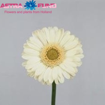 Gerbera mini 'Blondi' foto