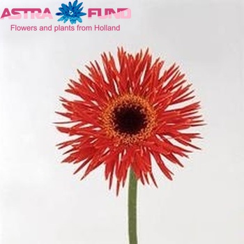 Gerbera mini 'Carmilita' foto