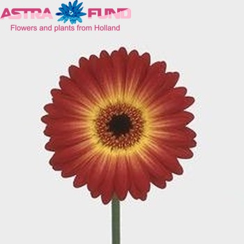 Gerbera mini Charming foto