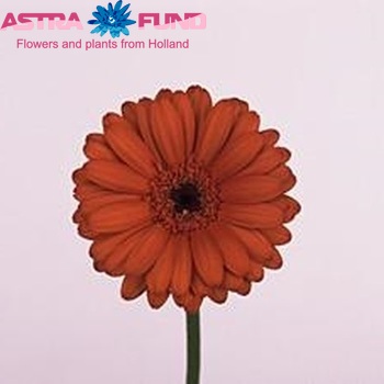 Gerbera mini Choco foto