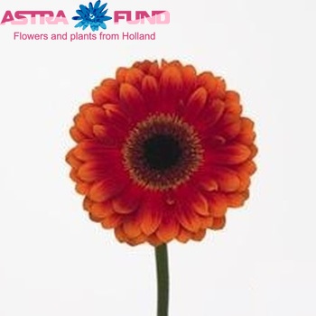 Gerbera mini Exotic Star foto