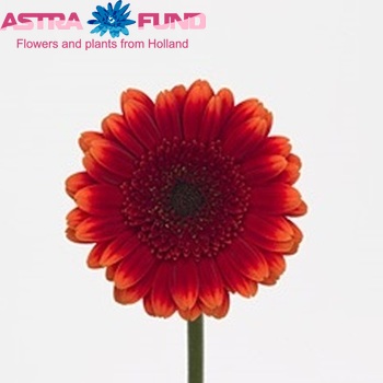 Gerbera mini Fire Fox foto