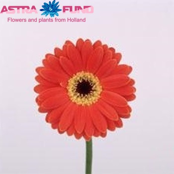 Gerbera mini 'First Lady' foto