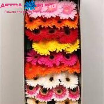 Gerbera mini gemengd 3 kleuren foto