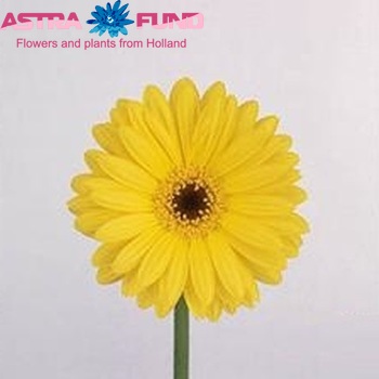 Gerbera mini 'Gold Fish' foto