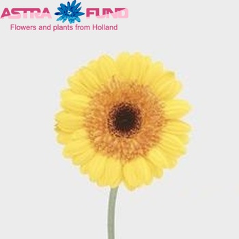 Gerbera mini Goldstar foto