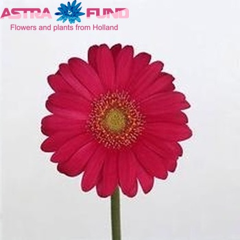 Gerbera mini Issey foto