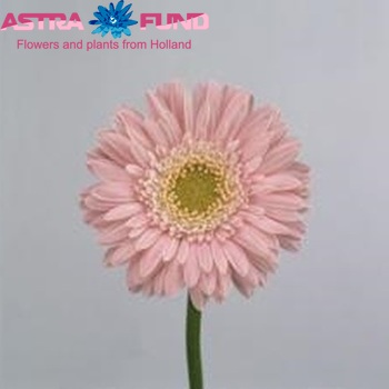 Gerbera mini 'Kimberly' foto