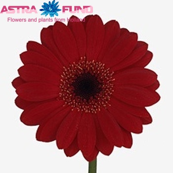 Gerbera mini Little Ruby foto