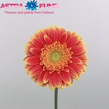 Gerbera mini Mamamia foto