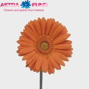 Gerbera mini 'Orange Spitch' foto