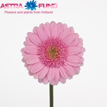 Gerbera mini Pink Star photo