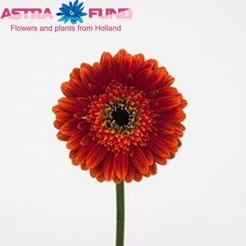 Gerbera mini 'Robin Hood' photo