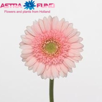 Gerbera mini 'Rosette' zdjęcie