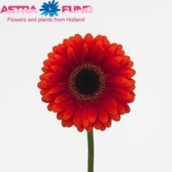 Gerbera mini San Siro zdjęcie