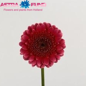 Gerbera mini Sardana photo