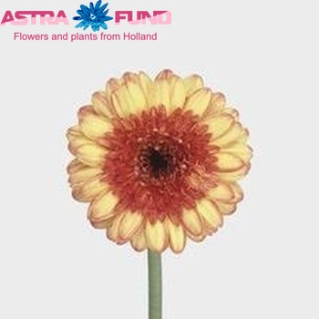 Gerbera mini Showtime Foto