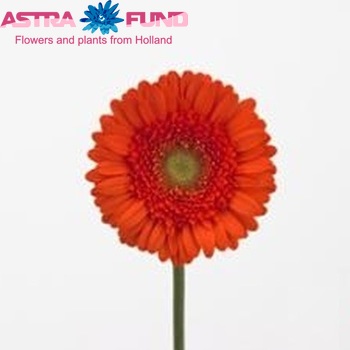 Gerbera mini 'Starsky' zdjęcie