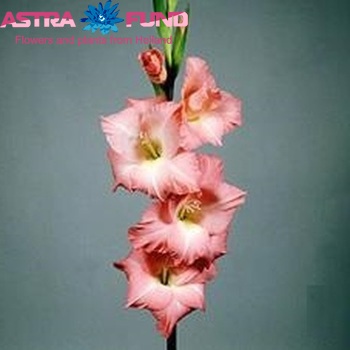 Gladiolus  'Rose Supreme' Foto