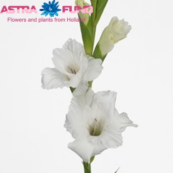 Gladiolus  'White Prosperity' Foto