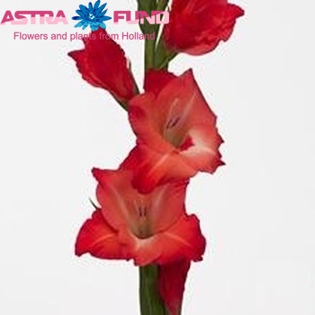 Gladiolus grootbloemig 'Belladonna' photo