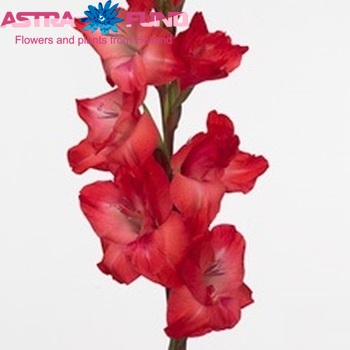 Gladiolus grootbloemig 'Cayenne' Foto