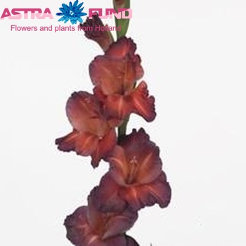 Gladiolus grootbloemig 'Chocolate' Foto