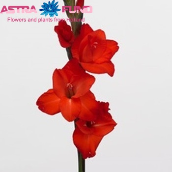 Gladiolus grootbloemig 'Fortuna Red' фото