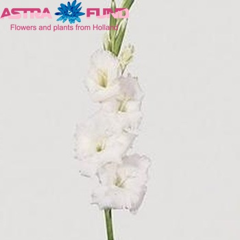 Gladiolus grootbloemig 'Friendship White' zdjęcie