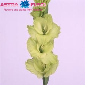 Gladiolus grootbloemig 'Greenery' фото