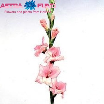Gladiolus grootbloemig 'Jessica' Foto