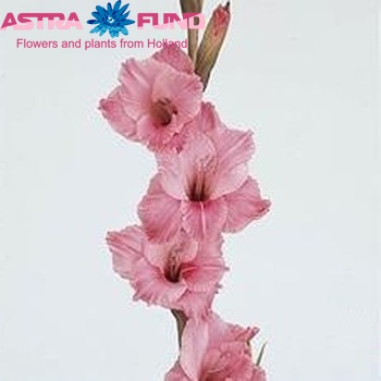 Gladiolus grootbloemig 'Pentera' Foto