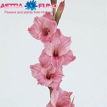 Gladiolus grootbloemig 'Pentera' foto