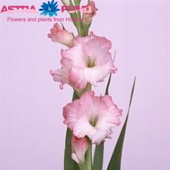 Gladiolus grootbloemig 'Pink Lady' Foto