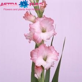 Gladiolus grootbloemig 'Pink Lady' foto