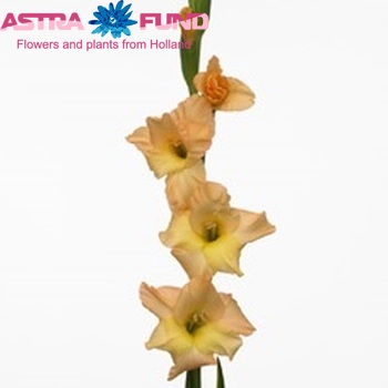 Gladiolus grootbloemig 'Precious' Foto