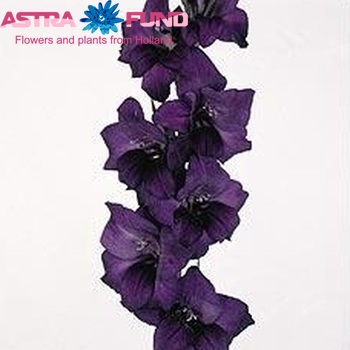 Гладиолус крупноцветковый 'Purple Flora' фото